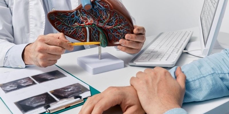 Doctor explaining liver health and blood vessels using a liver model